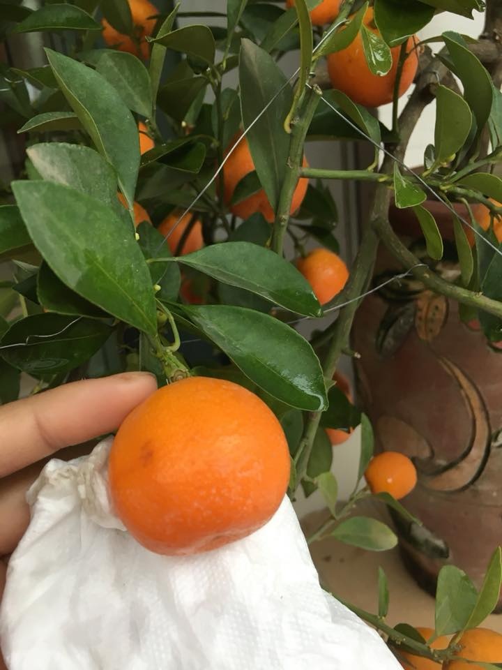 don nha cuoi nam anh 10