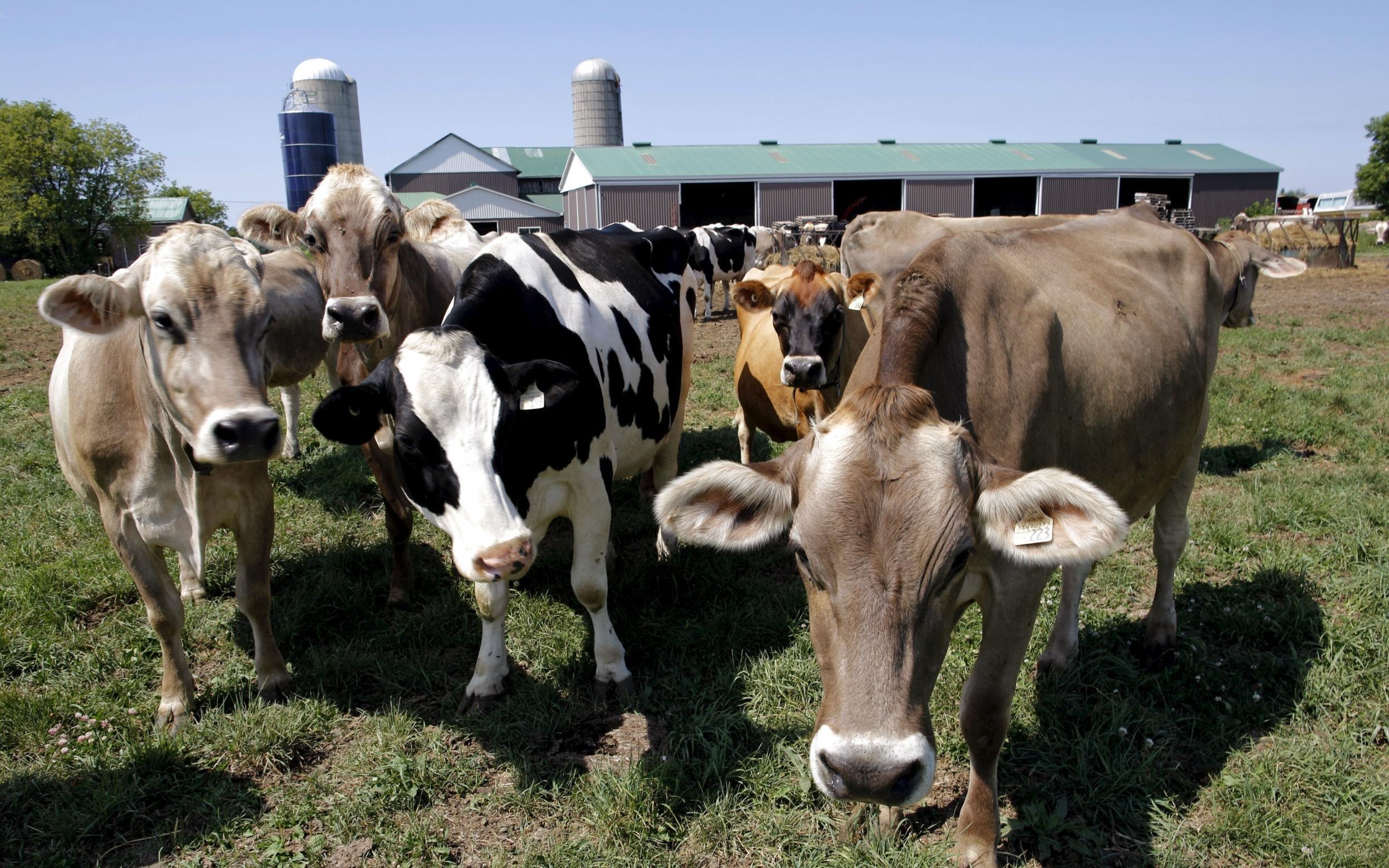 Ten trom danh cap dan bo nhu the nao? hinh anh