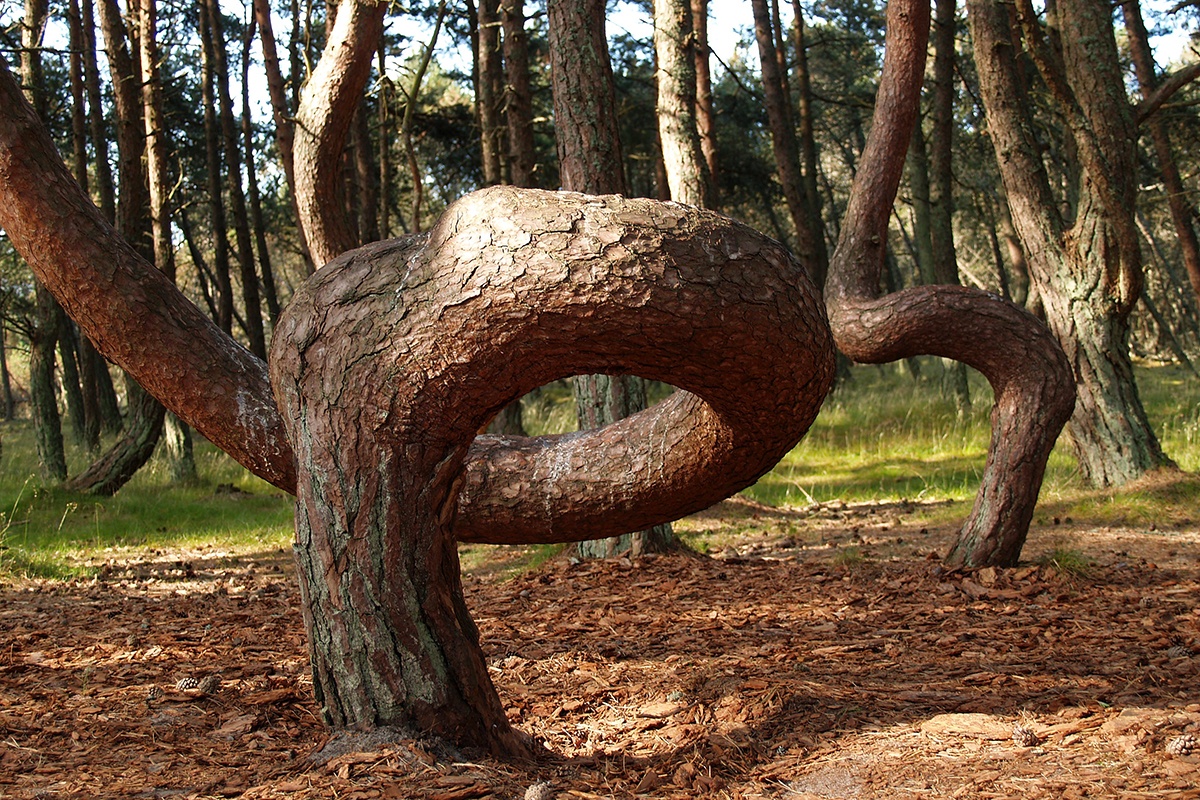 Khu rung nhay mua va nhung bi an tu nhien chua co giai dap hinh anh