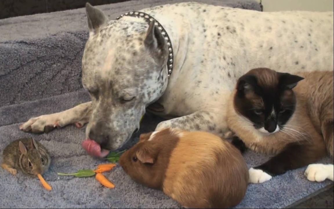 Cau do can nang cho, meo va tho hinh anh