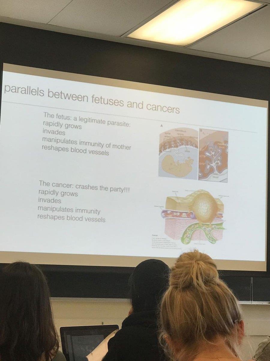 giáo sư so sánh thai nhi với ký sinh trùng ảnh 1 giao su so sanh thai nhi voi ky sinh trung anh 1