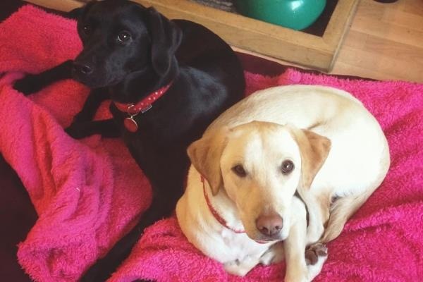 benh khien con nguoi tuong minh la cho anh 5