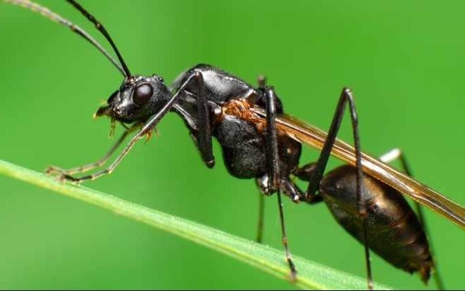 Cau do dem kien trong 15 giay hinh anh