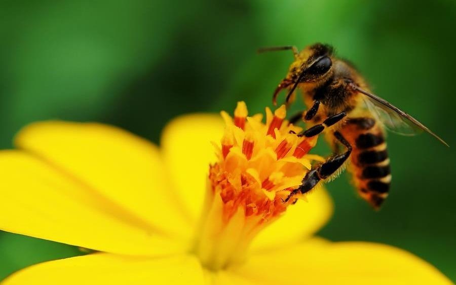 Cau do tinh so ong va hoa qua hai goi y hinh anh