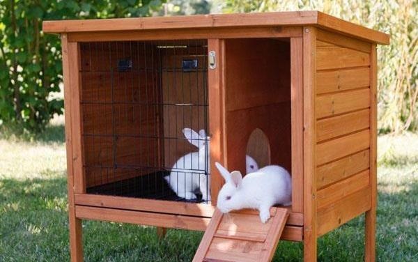 Cau do xac dinh mau chuong tho hinh anh