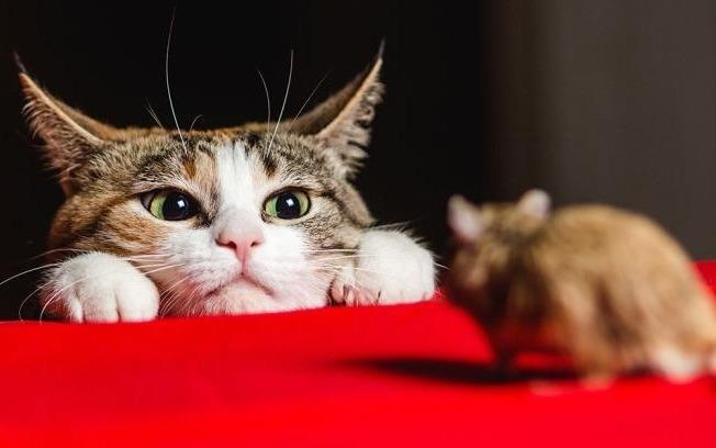 Giai cau do logic de tim ra noi o cua chuot va meo hinh anh