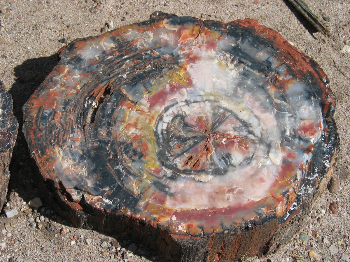 Loai sinh vat gan nhu bat tu anh 5