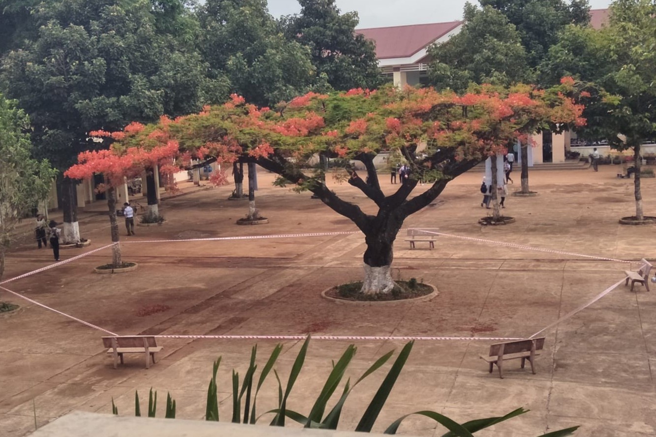 Truong hoc 'niem phong' cay phuong de dam bao an toan cho hoc sinh hinh anh