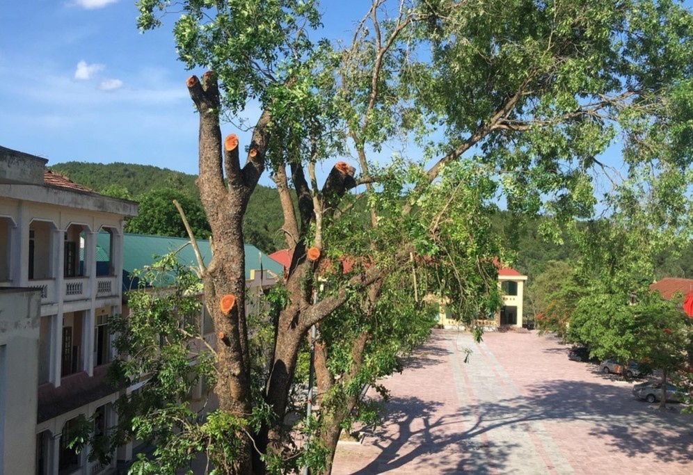 Chat xa cu co thu o Nghe An: Hieu truong xin loi va nhan trach nhiem hinh anh