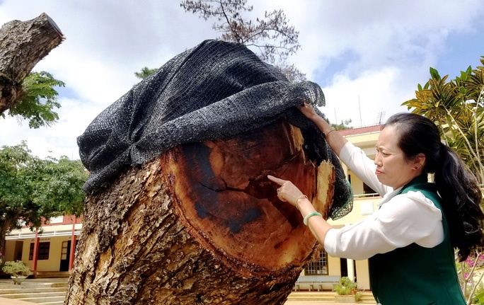 cat ha 2 cay me tay co thu tren san truong anh 1