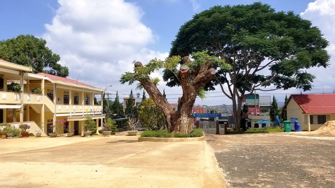 cat ha 2 cay me tay co thu tren san truong anh 2