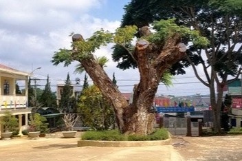 Hieu truong cho cat ha 2 cay me tay co thu tren san truong hinh anh