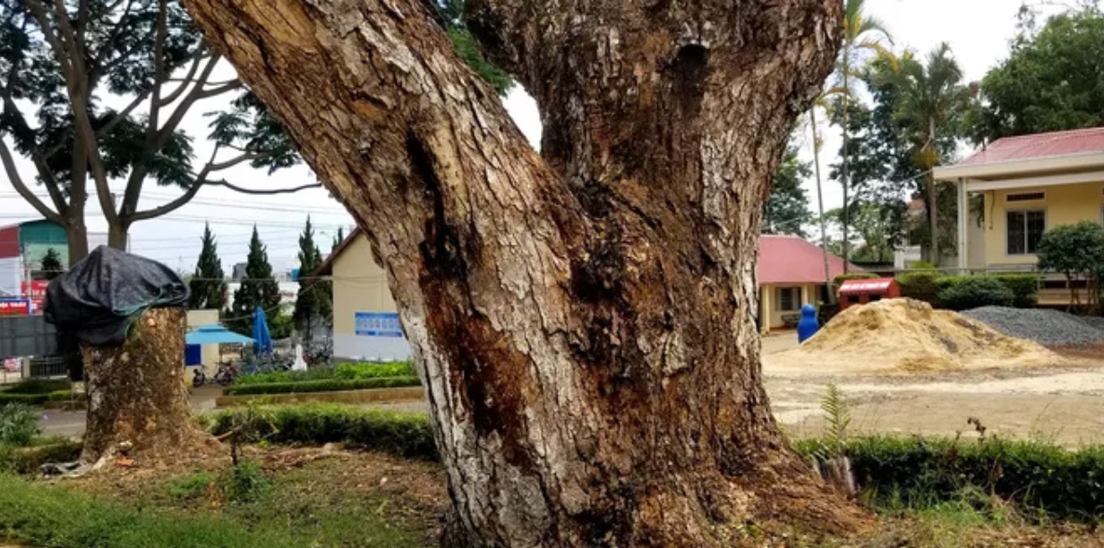 cat ha 2 cay me tay co thu tren san truong anh 3