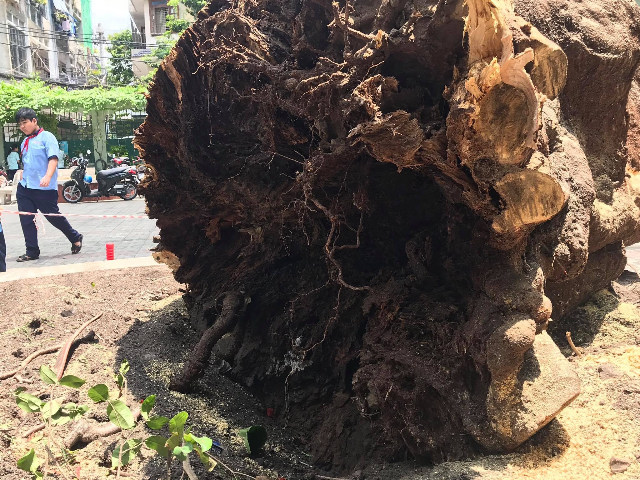 don nhieu cay trong truong sau vu phuong do anh 1