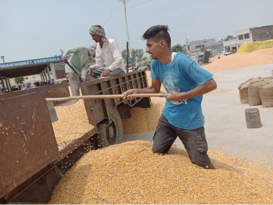 Truong dong cua vi dich, giao vien An Do lam boc vac kiem song hinh anh