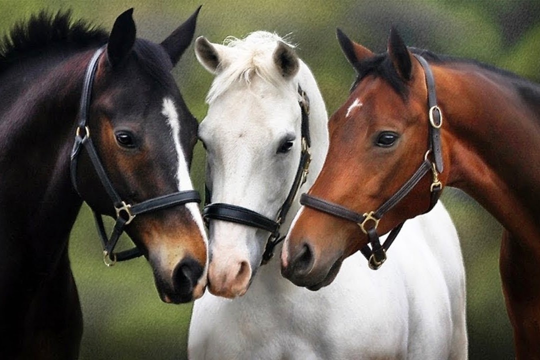 Nha thong thai chia ngua bang cach nao? hinh anh