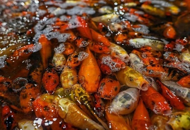 Y nghia cua ca chep trong ngay cung ong Cong, ong Tao? hinh anh