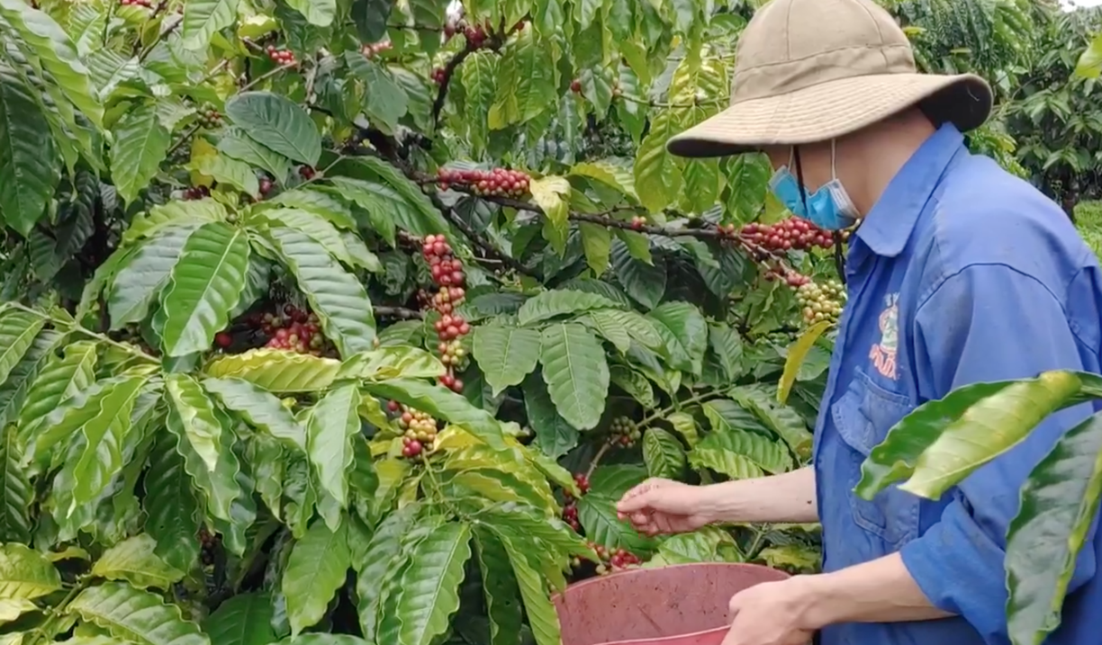 Thay giao chay ban anh 1