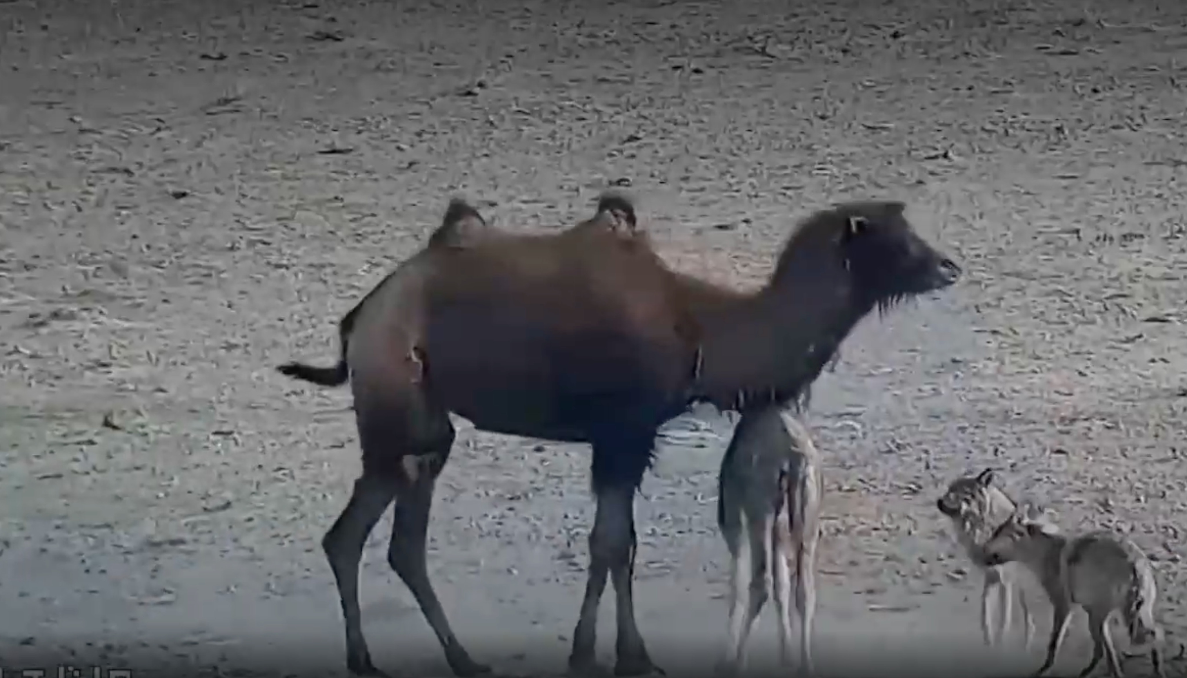 Lac da me bao ve con khoi dan soi hinh anh