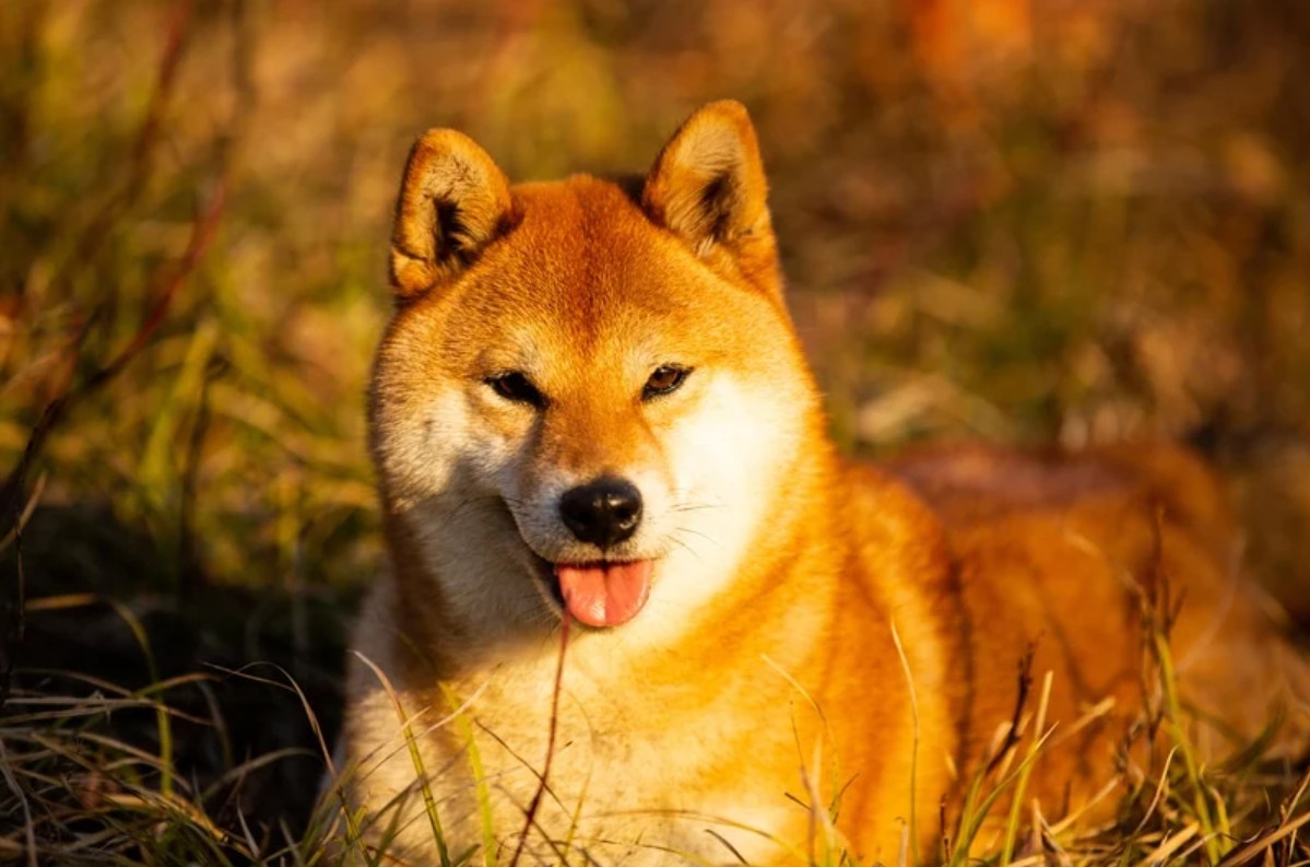 Chu cho Shiba vuot quang duong 8 km de ve nha hinh anh