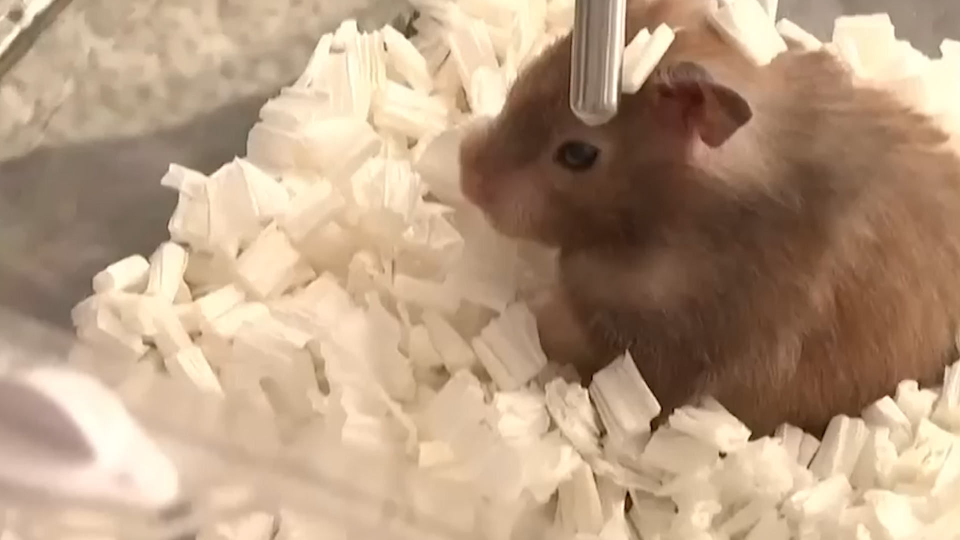 Thu cung co the la vat chu trung gian lay benh dau mua khi hinh anh