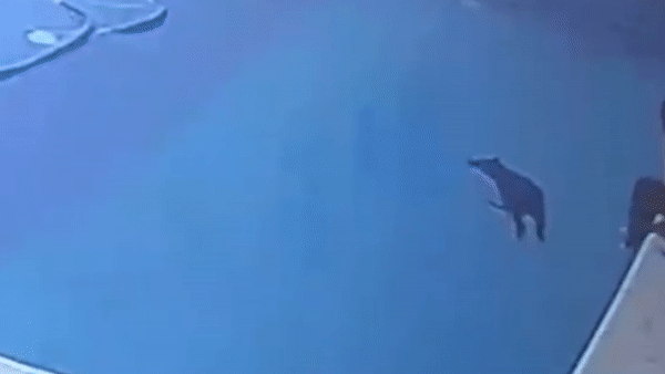 Cau be cuu chu cho bi roi xuong ho boi hinh anh