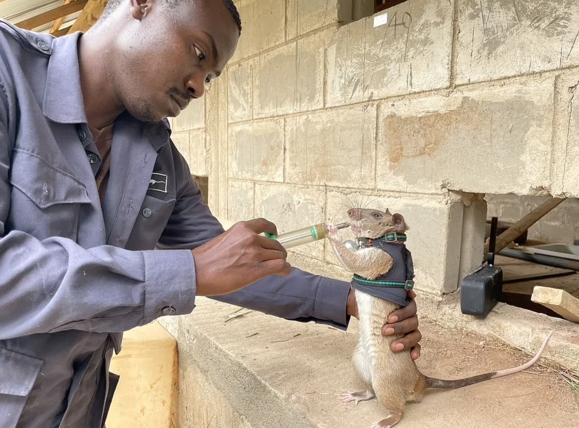 Chuot duoc huan luyen de tim nguoi song sot hinh anh