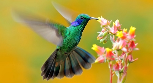 Mu cho chim ruoi an o Ecuador hinh anh