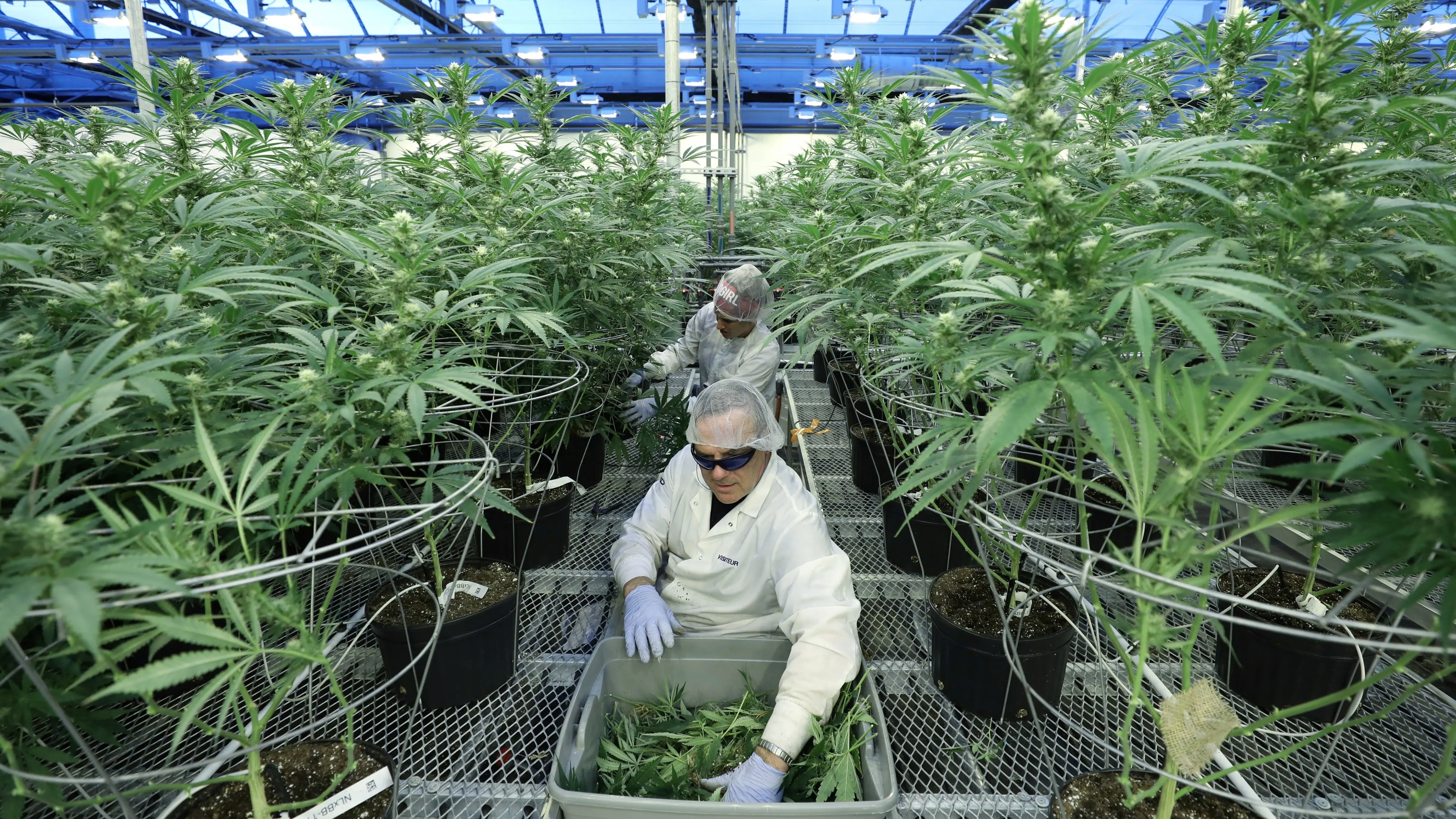 Thai Lan hop phap hoa viec ban va trong can sa hinh anh