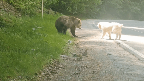 Chu cho duoi gau bao ve chu hinh anh