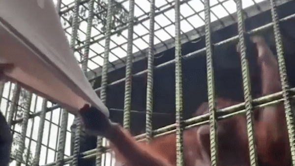 Khach tham quan vuon thu bi duoi uoi tan cong o Indonesia hinh anh