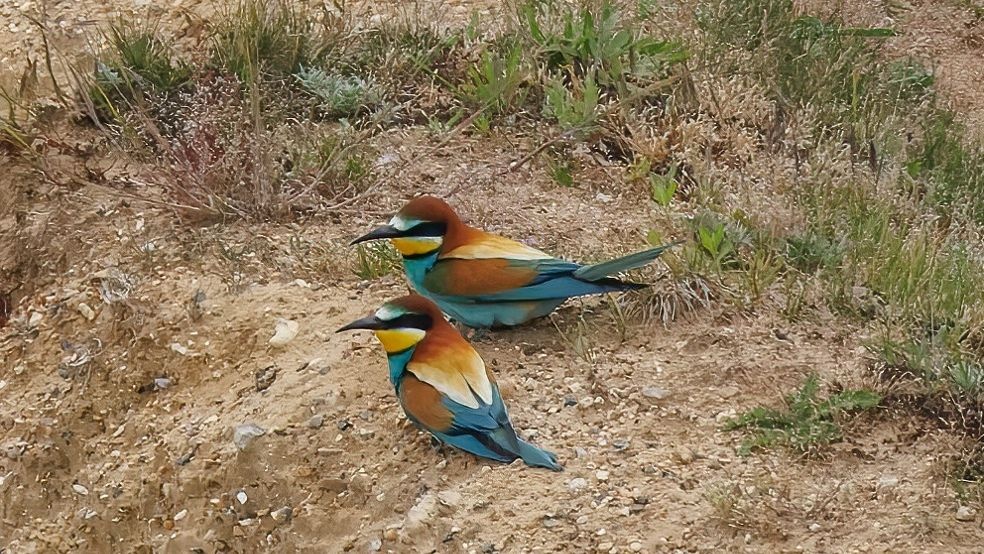 Nhung chu chim cau vong quy hiem di cu hinh anh