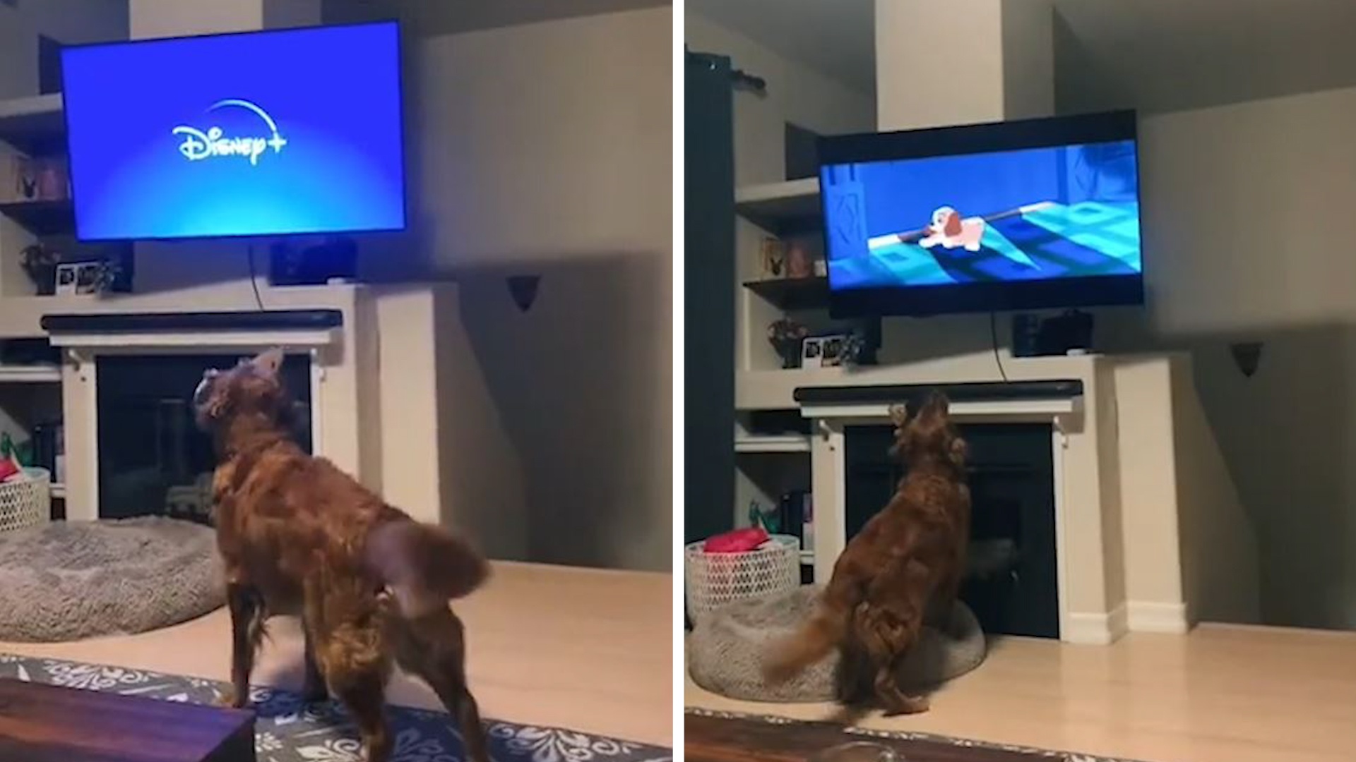 Chu cho yeu thich phim hoat hinh cua Disney hinh anh