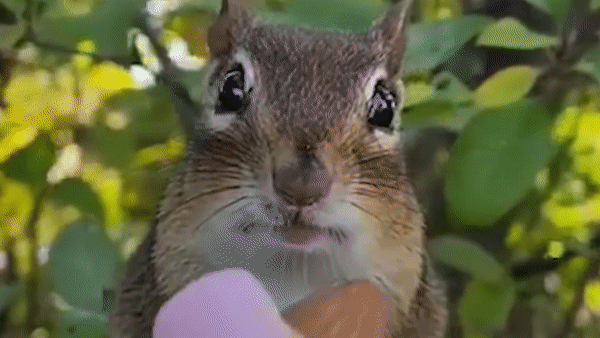 Soc chuot ghen ti khi co chu choi dua voi dong loai cua minh hinh anh