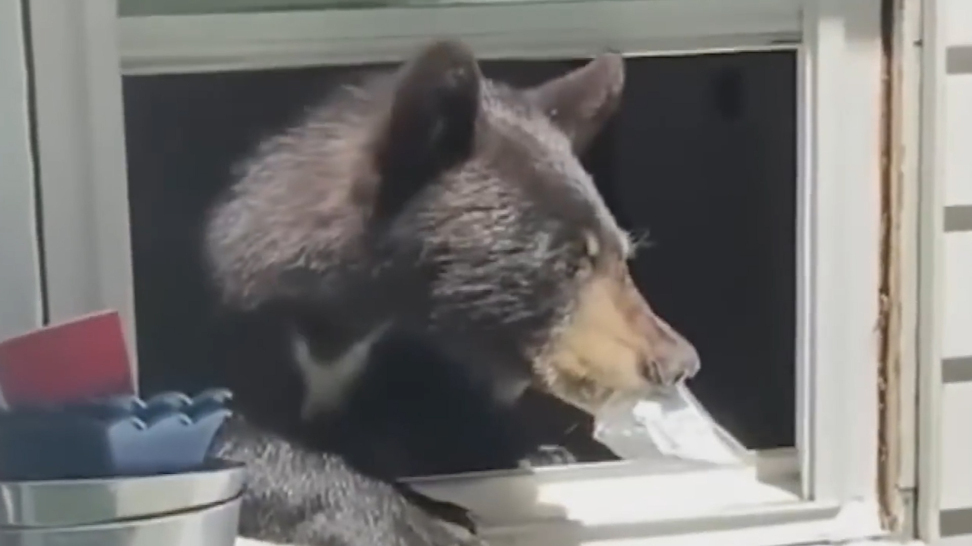 Chu meo bao ve khi chu nhan sap bi gau tan cong hinh anh