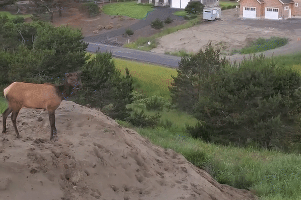 Nai sung tam con vui ve choi dua tren doi cat hinh anh