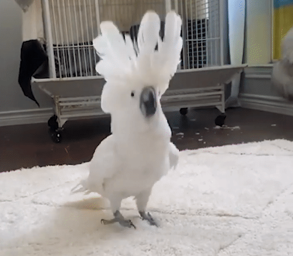 Chu vet nhun nhay theo giai dieu hinh anh