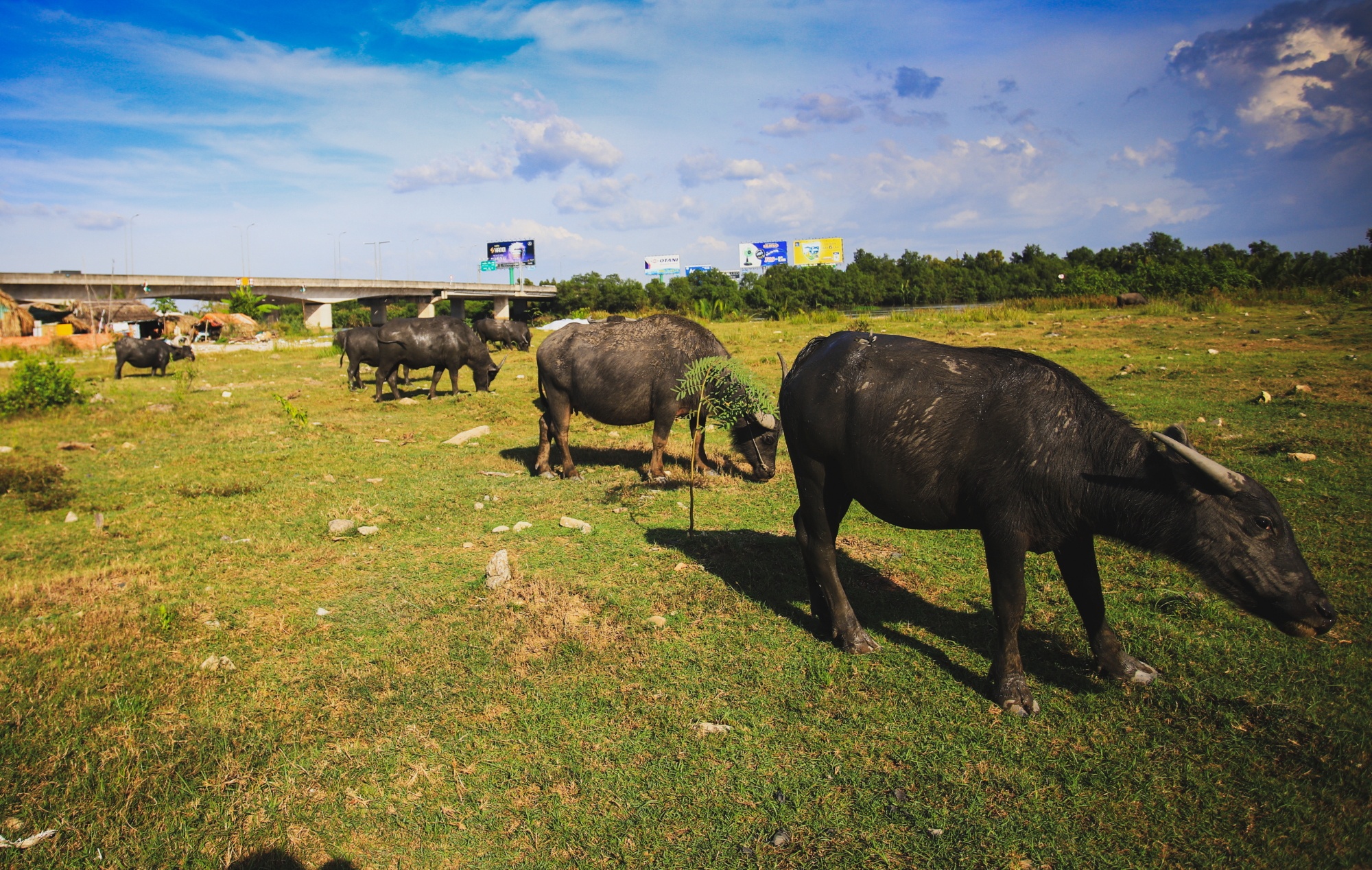 Khu Tam Da voi dinh huong la mot phan do thi phia dong TP.HCM anh 11