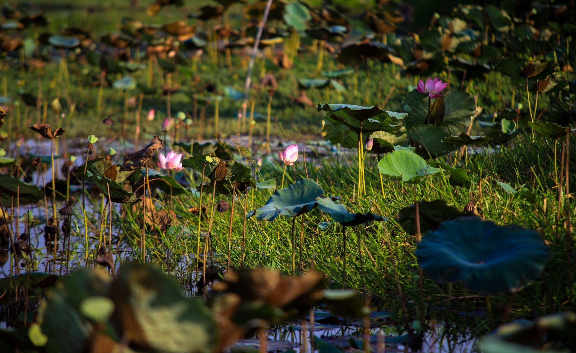 Khu Tam Da voi dinh huong la mot phan do thi phia dong TP.HCM anh 13