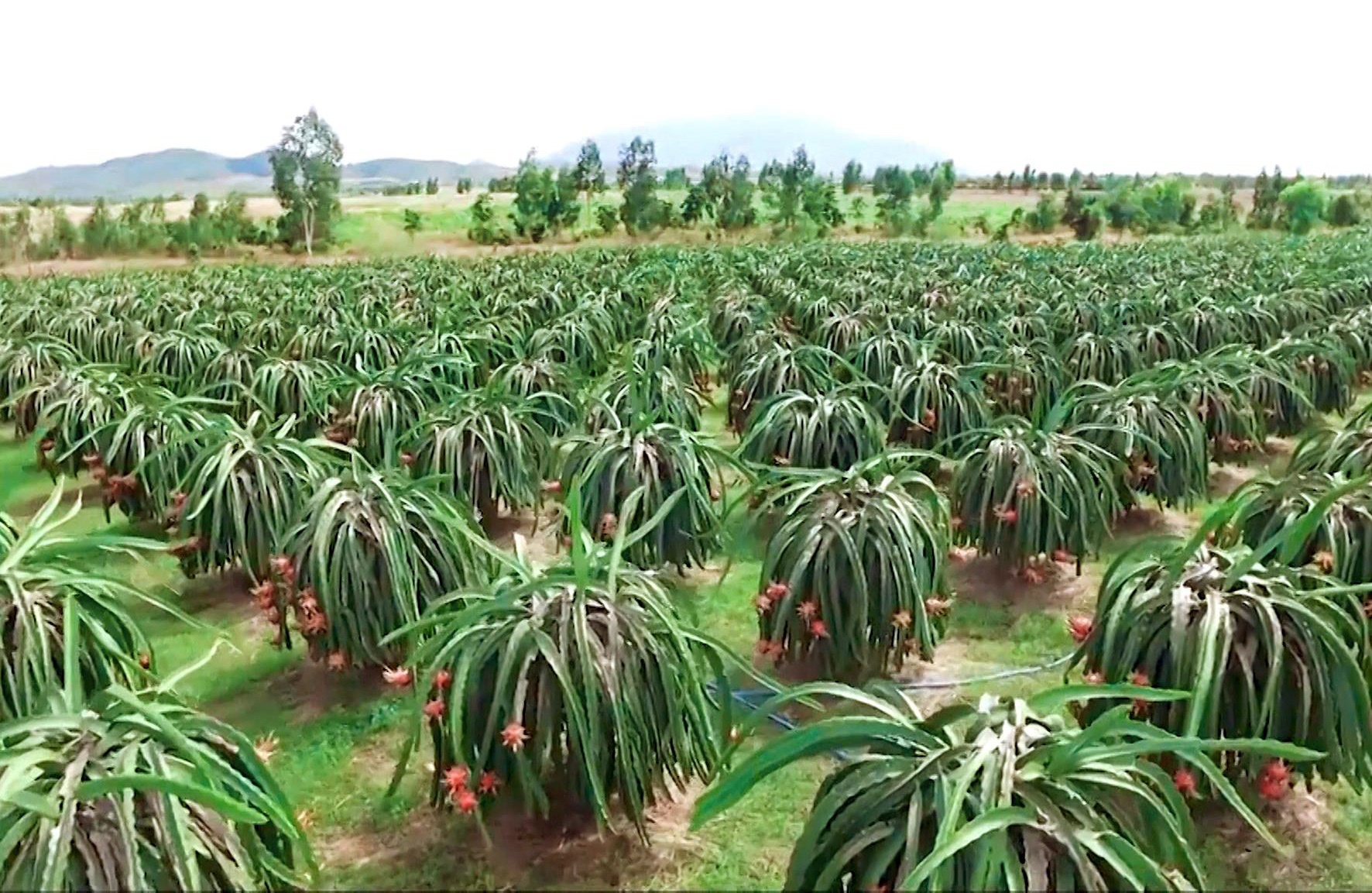 gan 100.000 tan thanh long mac ket anh 1