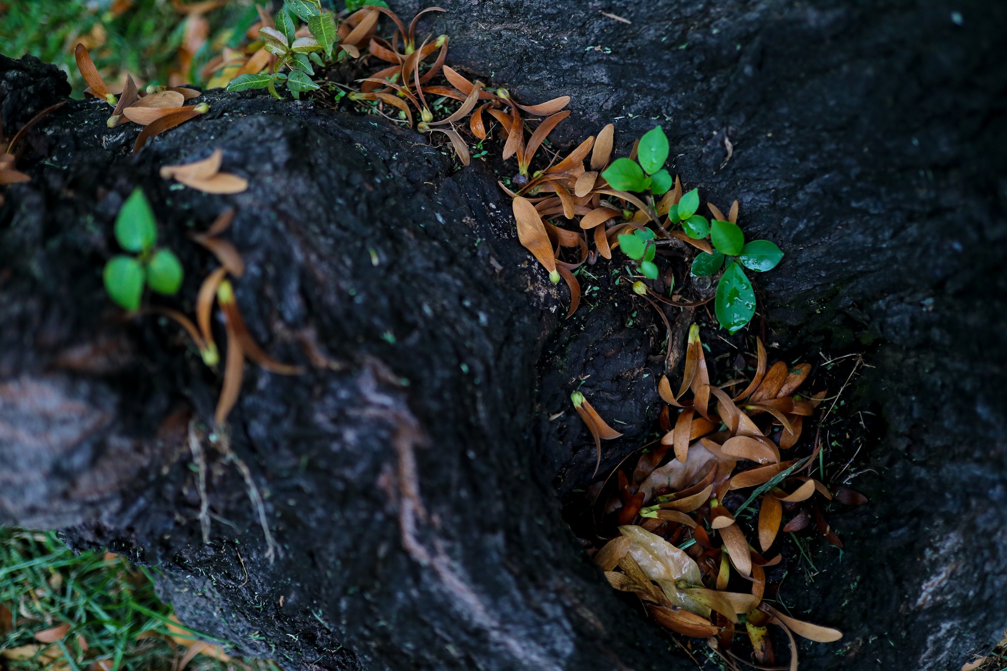 mua hoa cho roi o Sai Gon anh 17