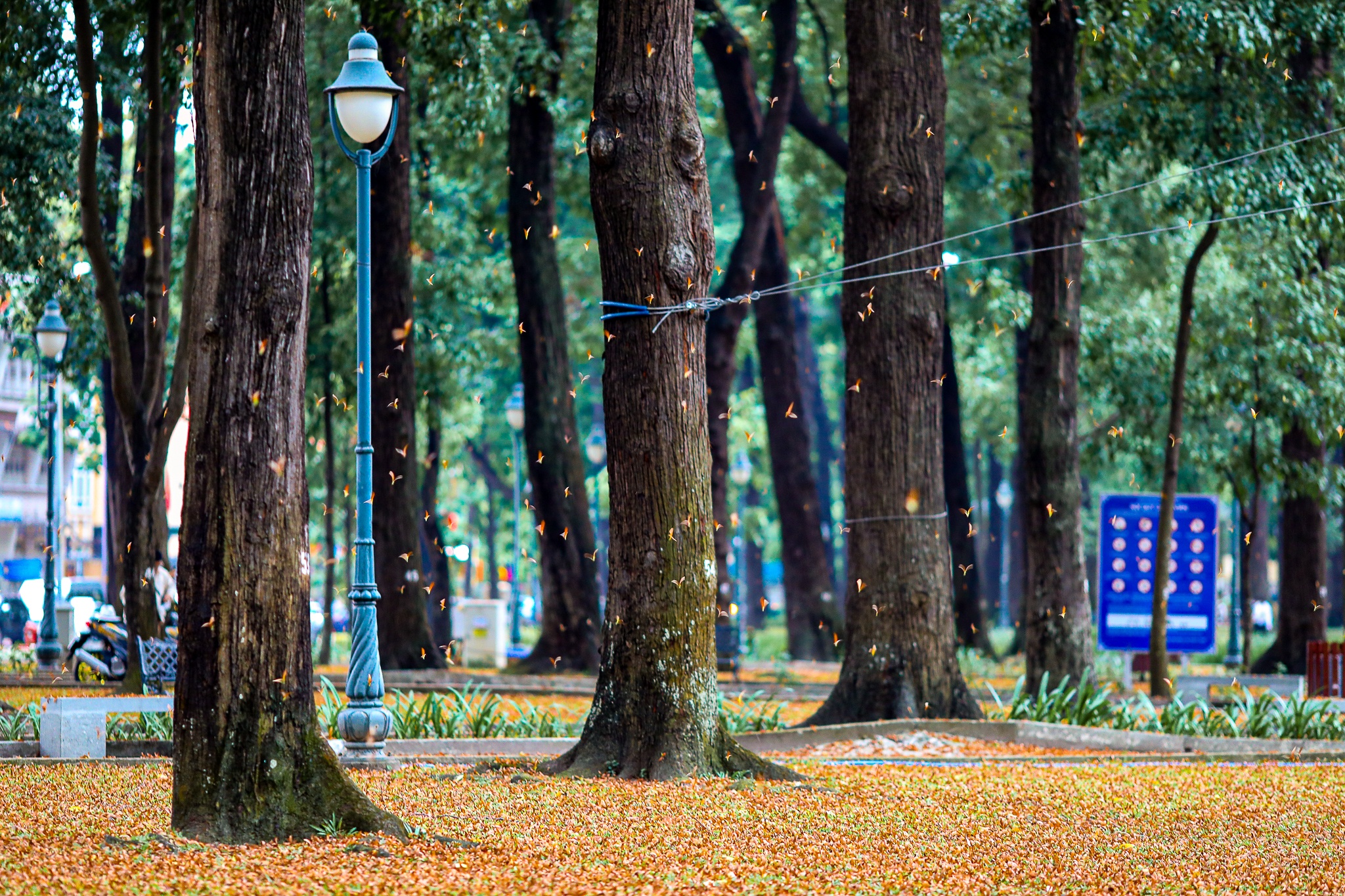 mua hoa cho roi o Sai Gon anh 11