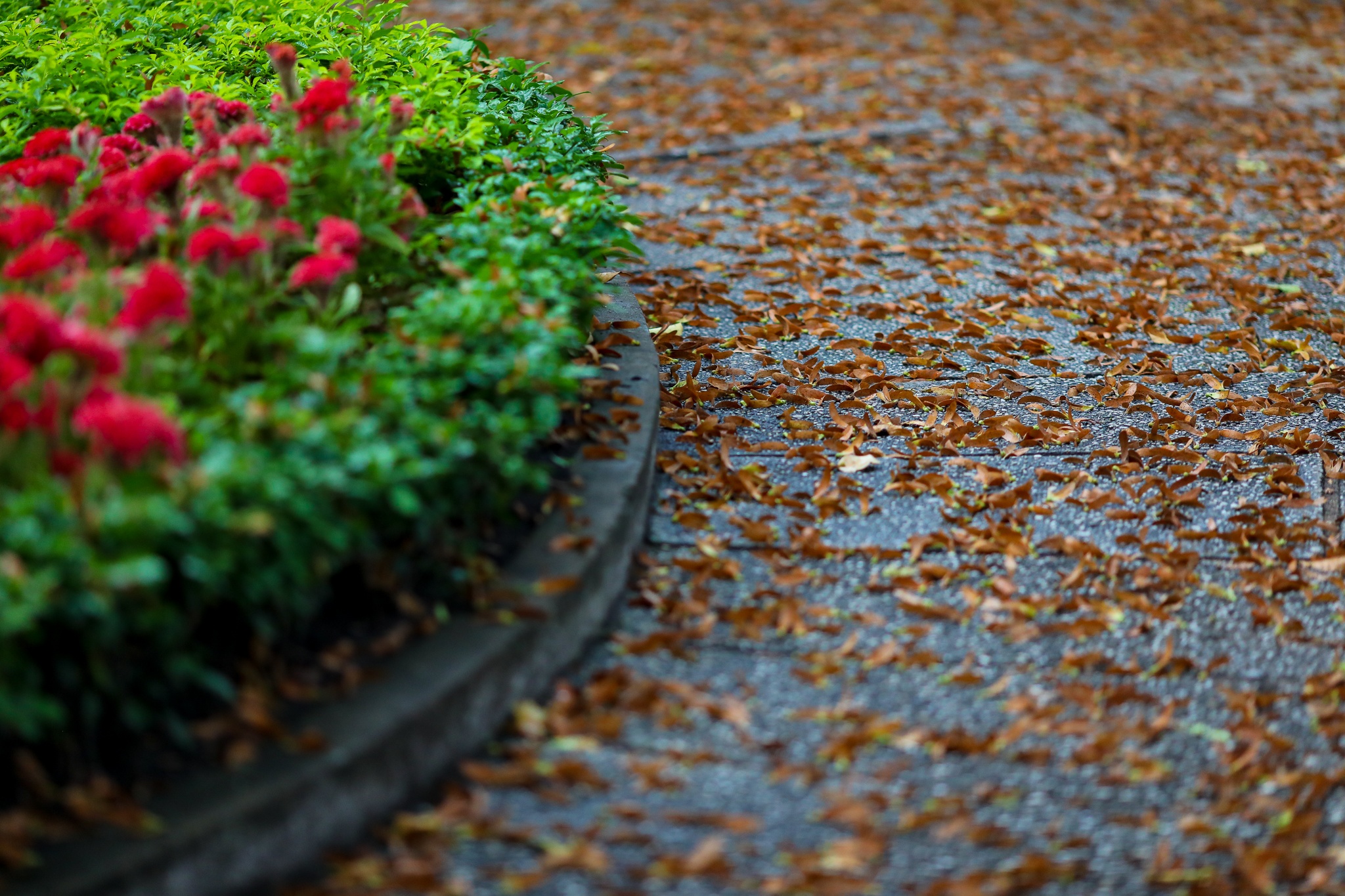 mua hoa cho roi o Sai Gon anh 7