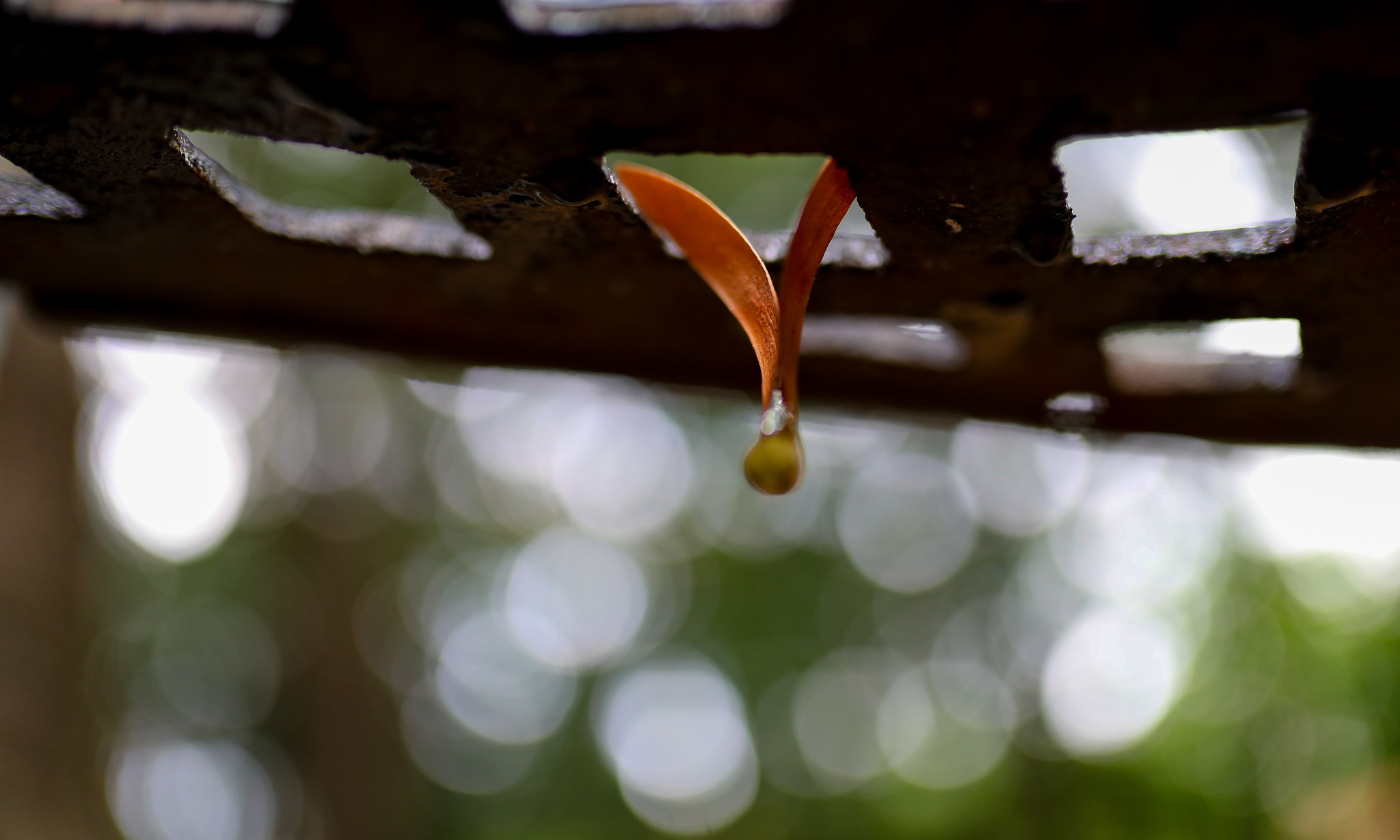 mua hoa cho roi o Sai Gon anh 15