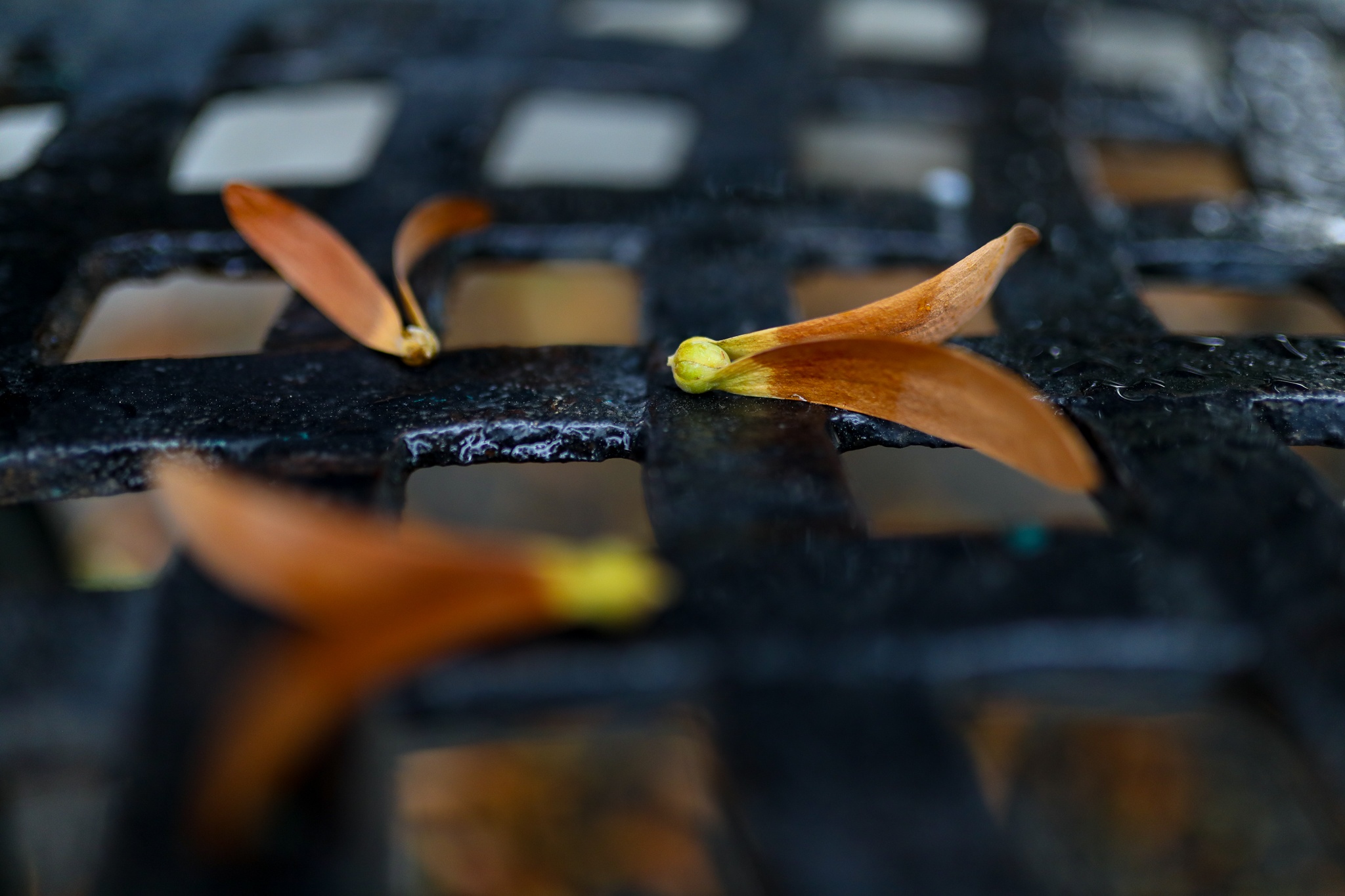 mua hoa cho roi o Sai Gon anh 16