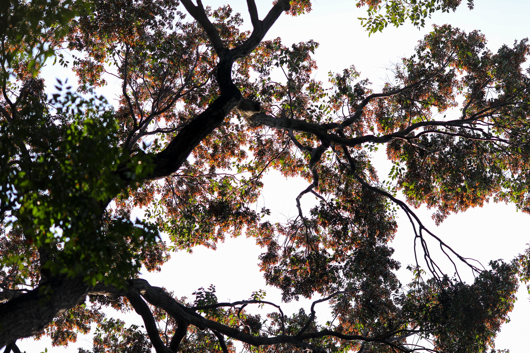 mua hoa cho roi o Sai Gon anh 9