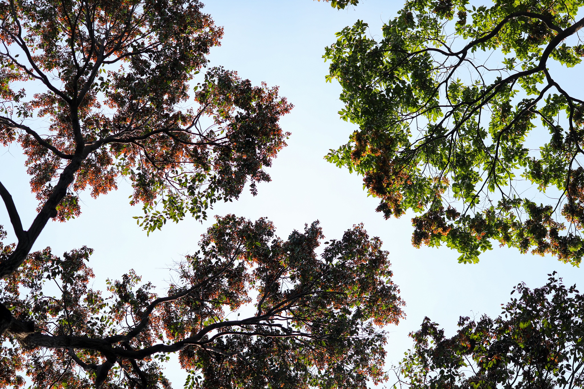 mua hoa cho roi o Sai Gon anh 1