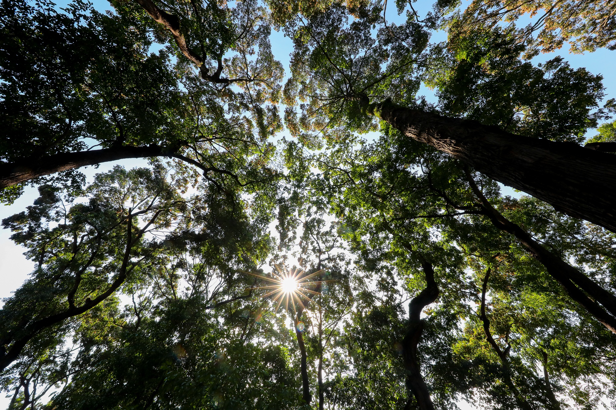 mua hoa cho roi o Sai Gon anh 10