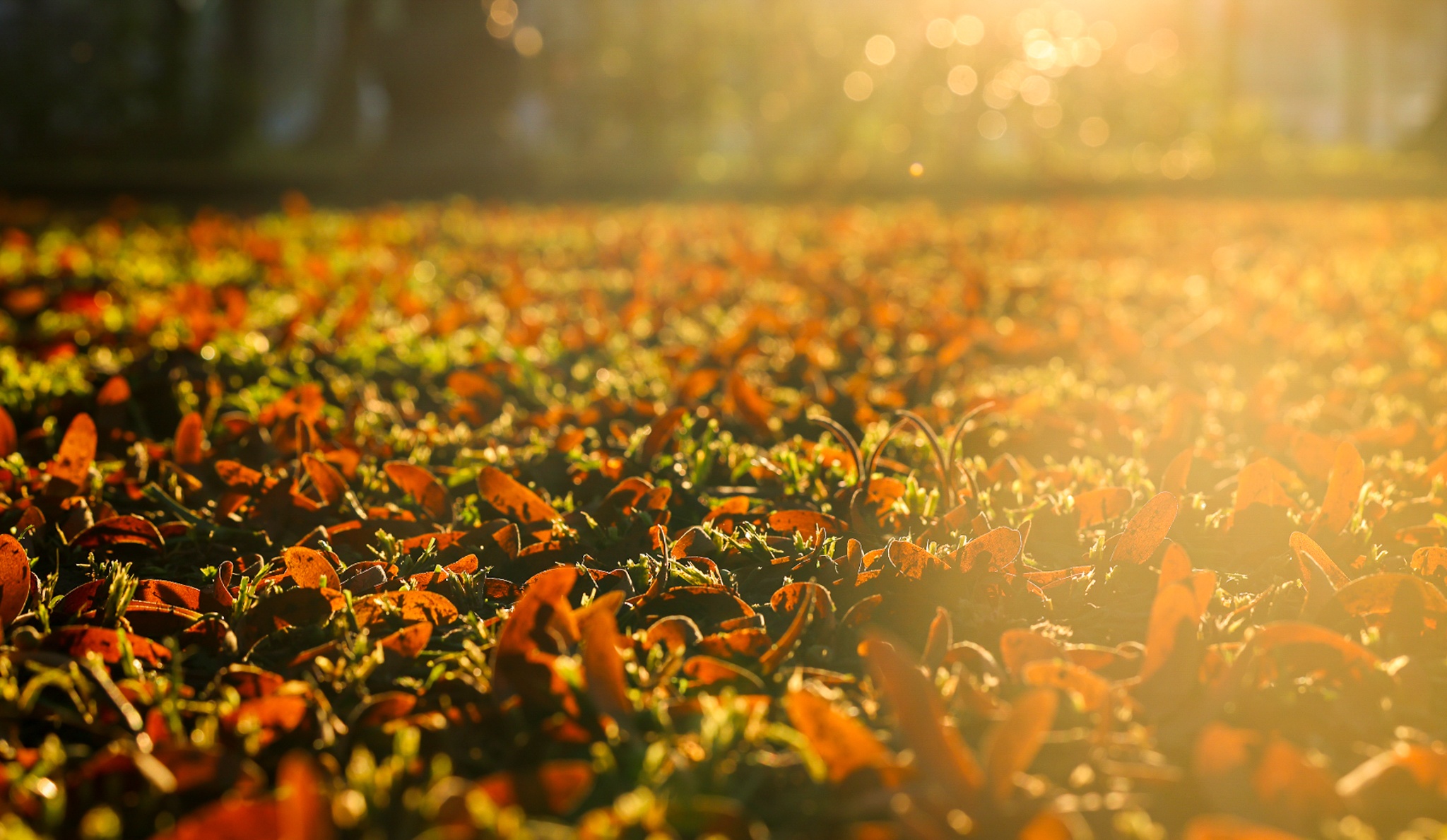 mua hoa cho roi o Sai Gon anh 6