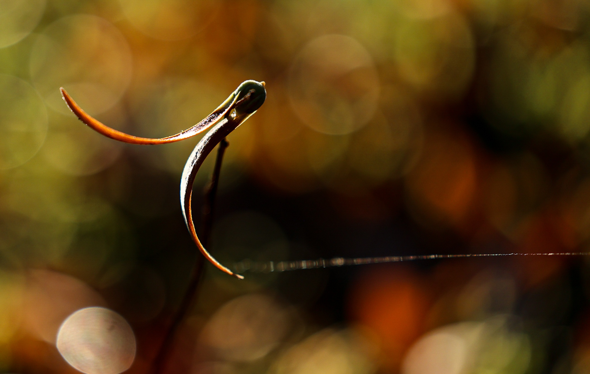 mua hoa cho roi o Sai Gon anh 8